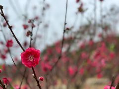 -南国桃园旅游度假区