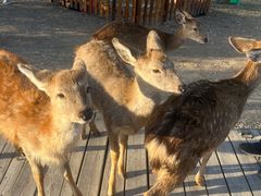 -北京鹿世界主题园