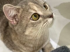 -COLOR PETS 撸猫馆·购猫·猫咖(长风大悦城店)