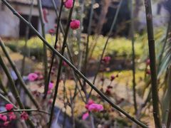 -田园东方蜜桃村的田野营地