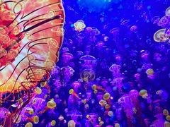 -海合安武汉极地海洋公园