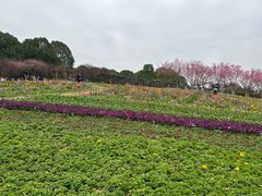 -秀丽东方