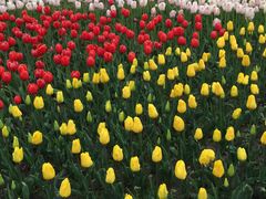 -大宁郁金香公园-停车场