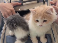 -天使宠物医院·犬猫分诊(彩虹店)