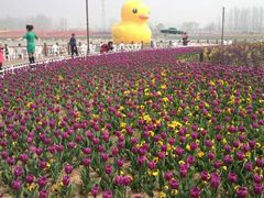 android_upload_pic-荷兰花海