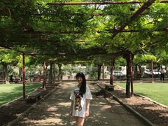 -嘉定紫藤园