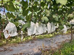 -马陆小张葡萄园农家乐