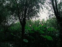 -艾溪湖湿地公园