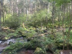 -汤旺河林海奇石景区