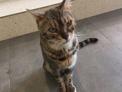 -飞行喵MR PILOT|猫舍·猫咖(静安大融城店)