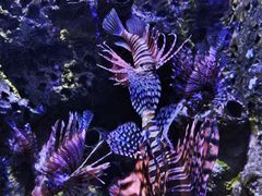 -太平洋海底世界