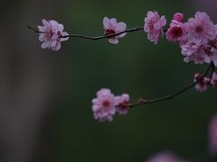 -秋霞圃