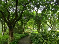 -张坝桂圆林公园