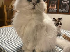 -猫猫幼稚园·撸猫·桌游·电玩