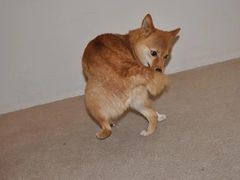 -瑞鹏宠物医院犬猫全科(真大分院)