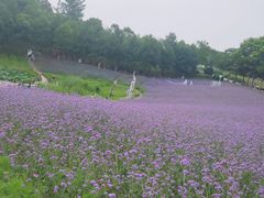 -大塘金香草谷