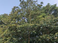 -梧桐山风景名胜区