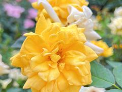 -人民公园(罗湖区)