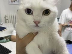 -特一安24小时宠物医院·骨科·中兽医