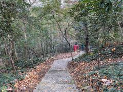 -上海佘山国家森林公园天马山园