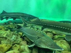 -太平洋海底世界