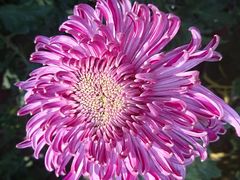 -上海市龙华烈士陵园