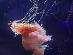 -北京海洋馆