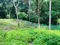 -临平公园(临平街道)