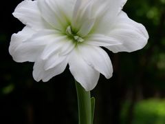 -中国科学院华南植物园