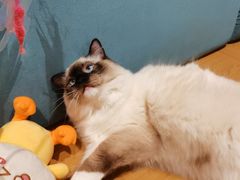 -滚猫咖啡·猫咖·猫友好撸猫(未来城店)