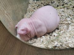 -藦茜花园宠物主题亲子互动体验馆(国顺东路店)