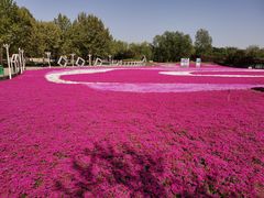 -石家庄市植物园