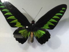 -上海昆虫博物馆