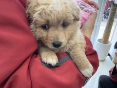 -圣宠动物医院·犬猫专科·影像中心·外科中心