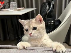 -Bastet sally猫舍购宠(静安店)