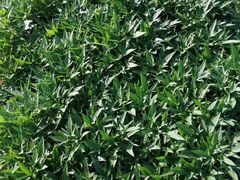 -思远客家菜馆(巴伐利亚店)