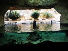 -悉尼海洋生物水族馆