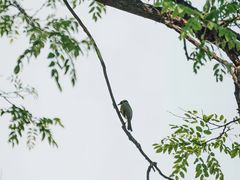 -朝阳公园
