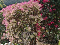 -东莞植物园