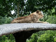 -北京野生动物园