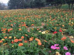 -松山湖梦幻百花洲