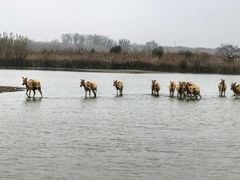 -宁波杭州湾国家湿地公园