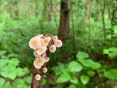 -黄海国家森林公园