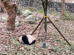 -都江堰中华大熊猫苑