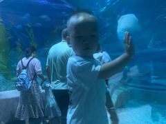 -芜湖新华联大白鲸海洋公园