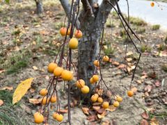 -元大都城垣遗址公园