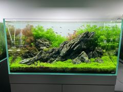 -ADA自然水景世界