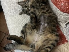 -纳吉亚猫专科动物医院博雅分院