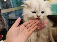 -猫在这儿猫咪咖啡馆·撸猫馆