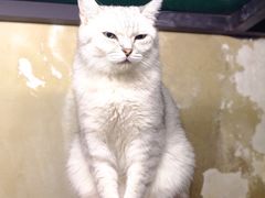 -猫咪博物馆(顶澳仔猫街店)